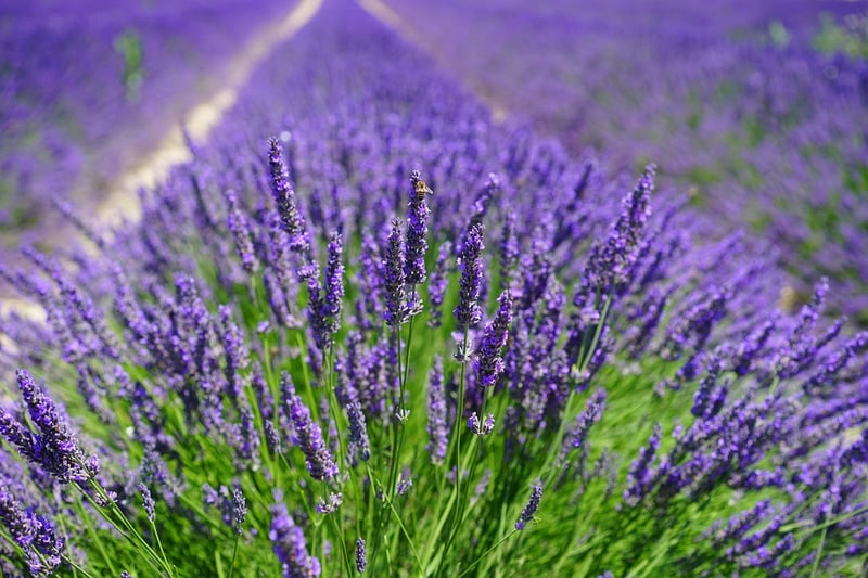 Lavender flowers